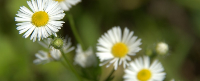 _DSC0754
